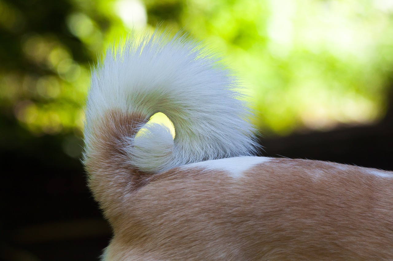 Different Types of Dog Tails - Pets Global